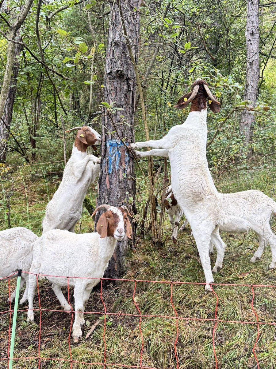 Meine Damen wollen immer hoch hinaus.🤭