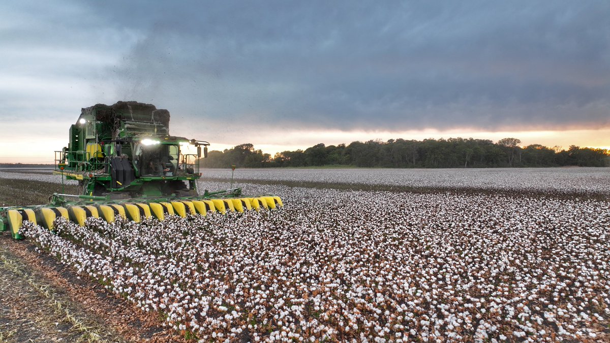 LindsayKimbrell's tweet image. Color patterns are important 😉
#cotton