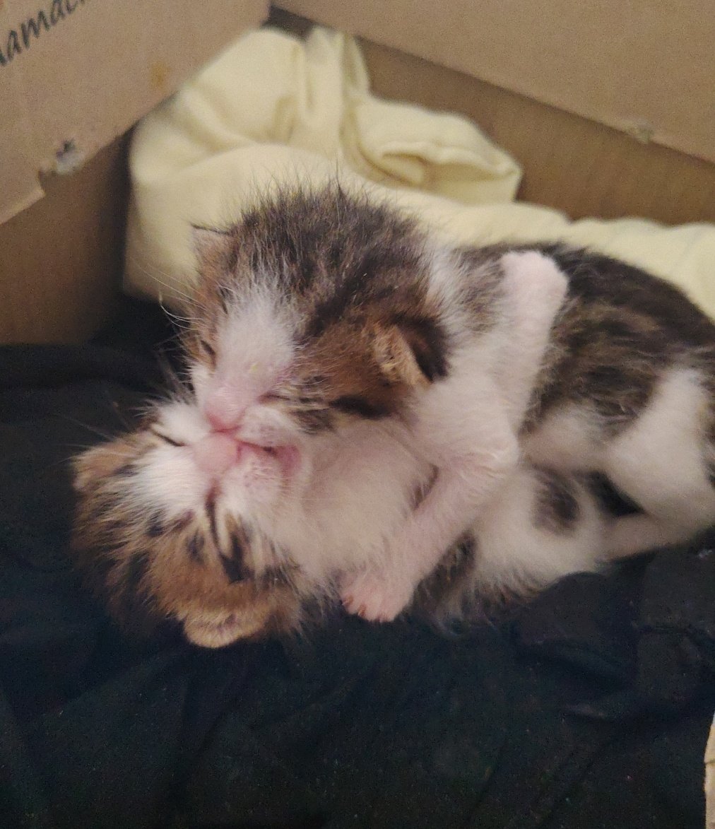 amaanhalledicez's tweet image. Öbüşmekkkkkk