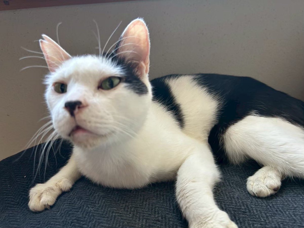 252522プロジェクト~ 100匹の猫の里親繋ぎ (@100_252522) / Posts / X