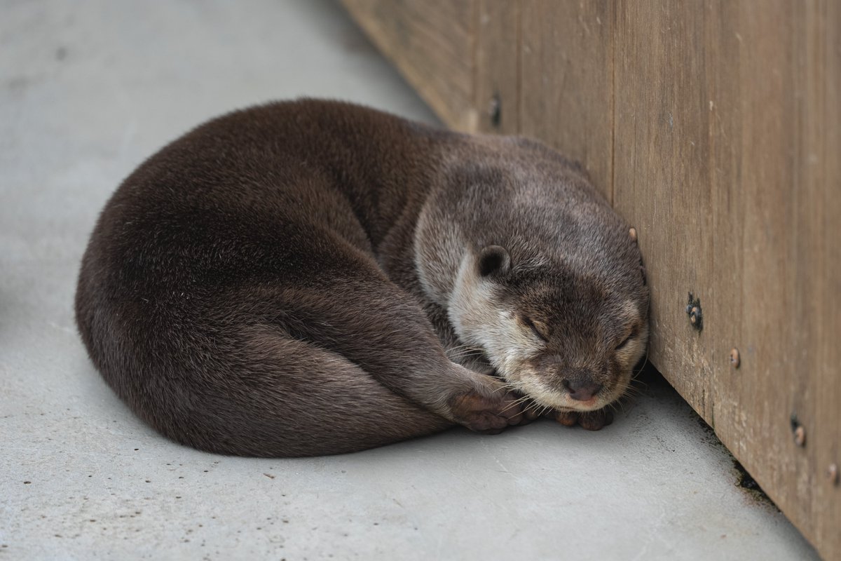 ottergaotter's tweet image. すやぁ

#カワウソ #otter #八景島シーパラダイス