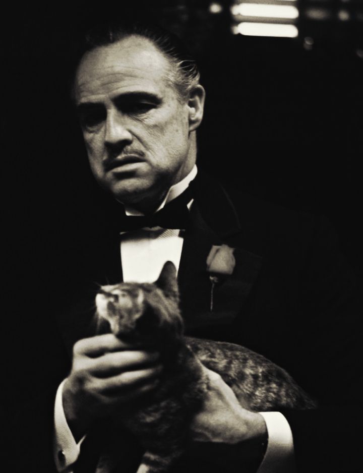 Mongoose Gray (@mongoosegray) on Twitter photo In the Godfather movie, Vito lovingly pets a grey striped tabby cat on his daughterโs wedding day. Said cat was actually a stray found in the car park and not part of the original script. ๐ง๐ต๐ถ๐ ๐ฟ๐ผ๐น๐ฒ ๐ถ๐ ๐ฎ ๐ฏ๐ถ๐ ๐น๐ถ๐ธ๐ฒ ๐๐ต๐ฎ๐ย - unscripted - namely you should thrive In the Godfather movie, Vito lovingly pets a grey striped tabby cat on his daughterโs wedding day. Said cat was actually a stray found in the car park and not part of the original script. ๐ง๐ต๐ถ๐ ๐ฟ๐ผ๐น๐ฒ ๐ถ๐ ๐ฎ ๐ฏ๐ถ๐ ๐น๐ถ๐ธ๐ฒ ๐๐ต๐ฎ๐ย - unscripted - namely you should thrive