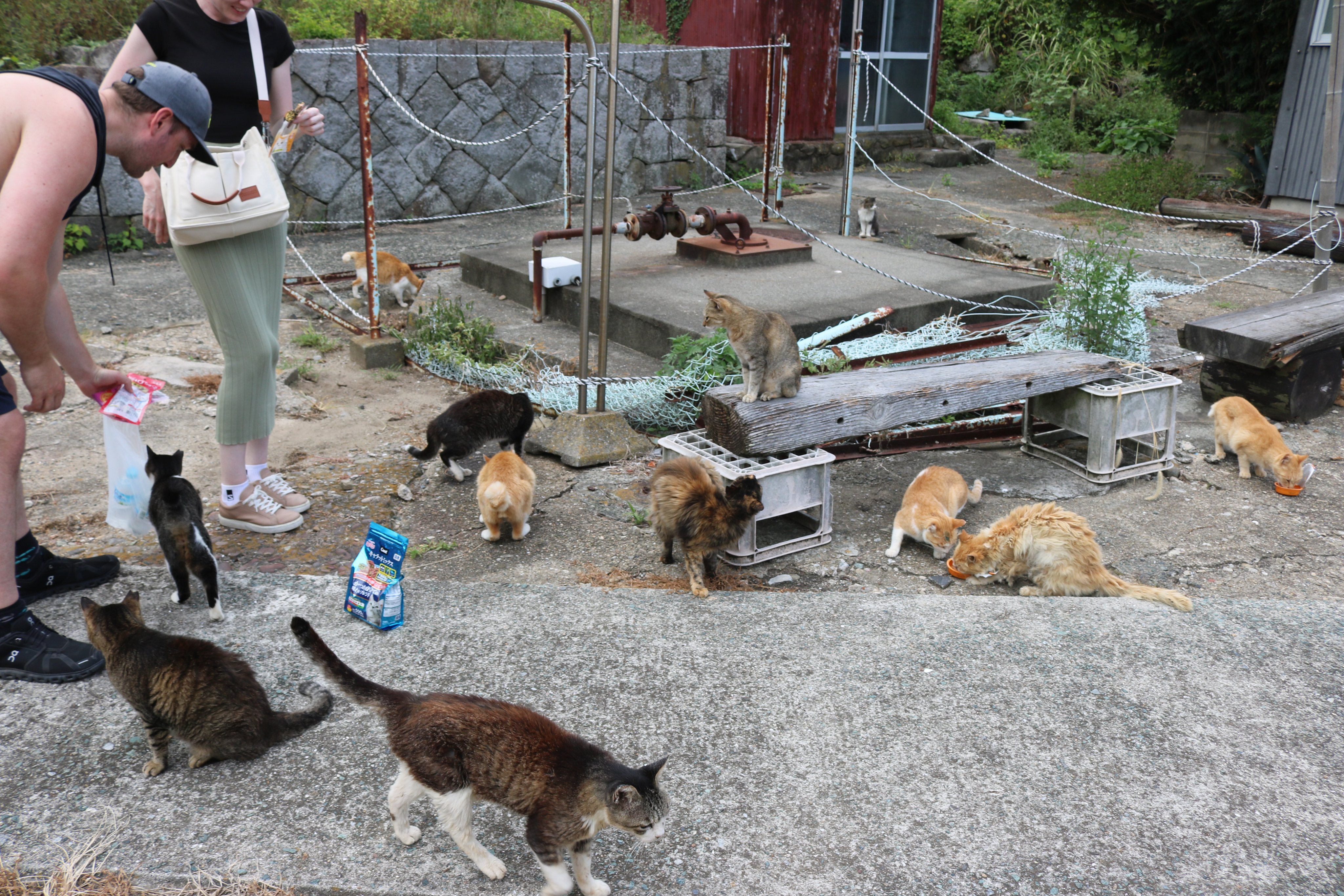 オアフ島から来た猫 3rd day since coming] The kitten was greeted as if we had