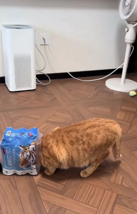XTrendTrackerX's tweet photo. They are Family DHO
#Cat #cats Here are some of the most popular and engaging cat-related hashtags used on X (formerly Twitter) and other social platforms:
๐พ Top Cat Hashtags on X
#CatsOfTwitter #CatTweet #FelineFriday #MeowTweet #Whiskers #PawsAndPlay #KittyTweet #CatMoments https://t.co/CPH0vxi0Qj