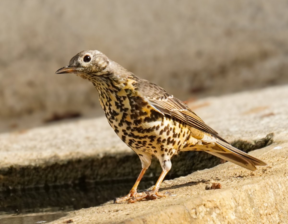 ❤️
Zaman ağır,gece ağır,sesler uzakta,
Karanlık ses vermez artık,bağır bağır.
Düş düşlerimden gayri,
Hava soğuk,kulaklarım sağır.
vedatateş

Ökse Ardıcı kuşu