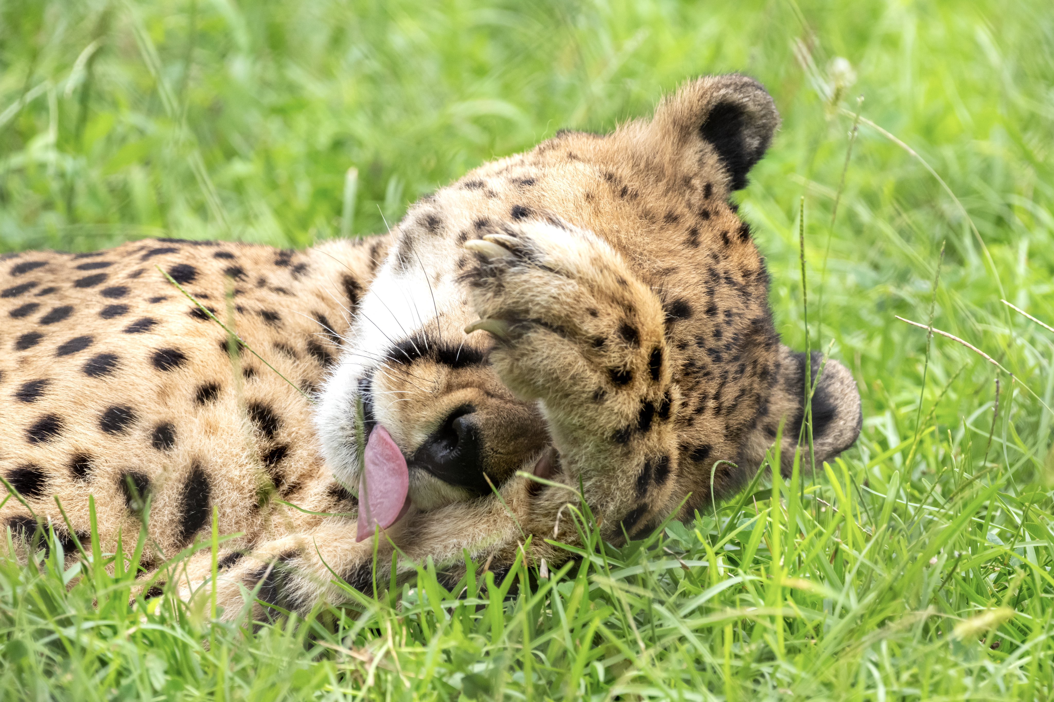 ピューマ 額装付 猫 ライオン チーター #1 x122603-320x180.jpg.pagespeed.