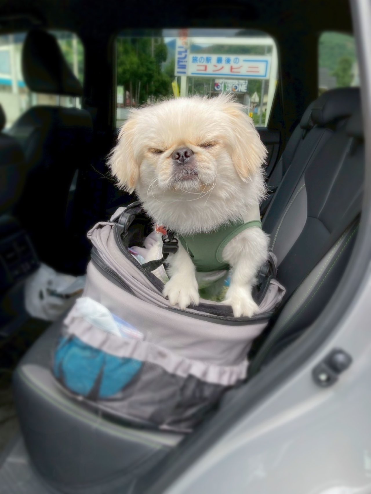 ぽん助 ぽん助 (@poNpoN_psk) / X