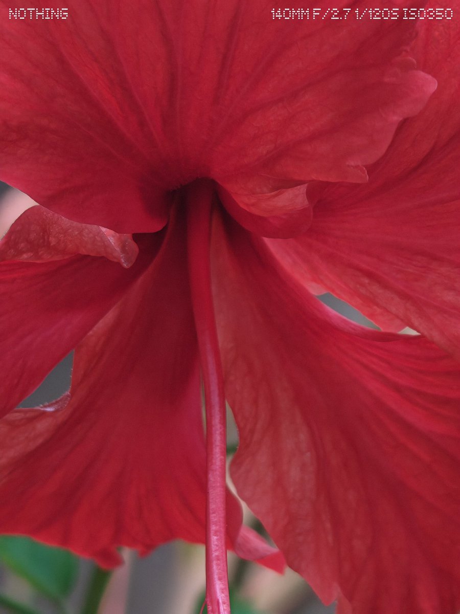 wiz_piyush's tweet image. Capturing hibiscus with nothing 

Shot On : @nothing  Phone (3) 
#WithNothing #macro 

@AkisEvangelidis @getpeid @harisree24 @nothingindia @nothingphone3a @Snapdragon @Snapdragon_IN @Technerd_
