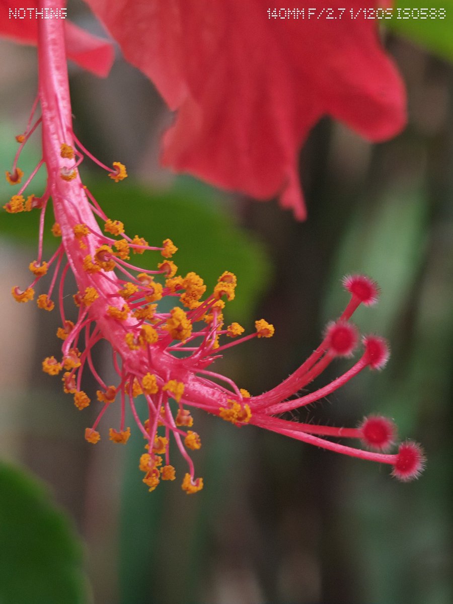 wiz_piyush's tweet image. Capturing hibiscus with nothing 

Shot On : @nothing  Phone (3) 
#WithNothing #macro 

@AkisEvangelidis @getpeid @harisree24 @nothingindia @nothingphone3a @Snapdragon @Snapdragon_IN @Technerd_