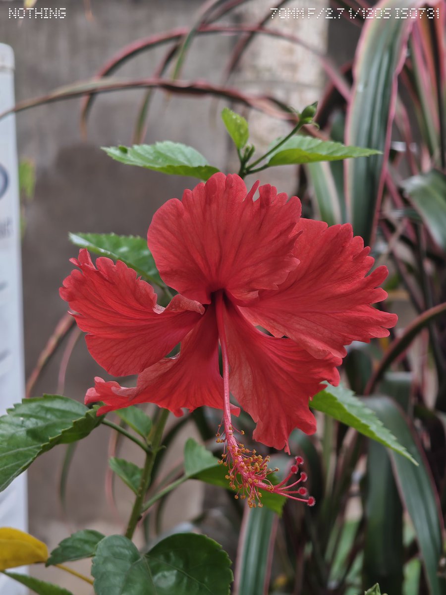 wiz_piyush's tweet image. Capturing hibiscus with nothing 

Shot On : @nothing  Phone (3) 
#WithNothing #macro 

@AkisEvangelidis @getpeid @harisree24 @nothingindia @nothingphone3a @Snapdragon @Snapdragon_IN @Technerd_