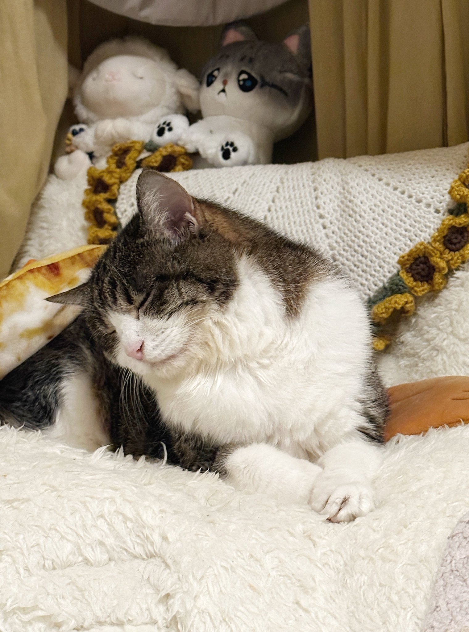 ねこまま♡ まみ［みー🐈♀𝟚𝟘𝟙𝟙.𝟙𝟘.𝟙𝟞🎂］ | 可愛い みーｻﾝ