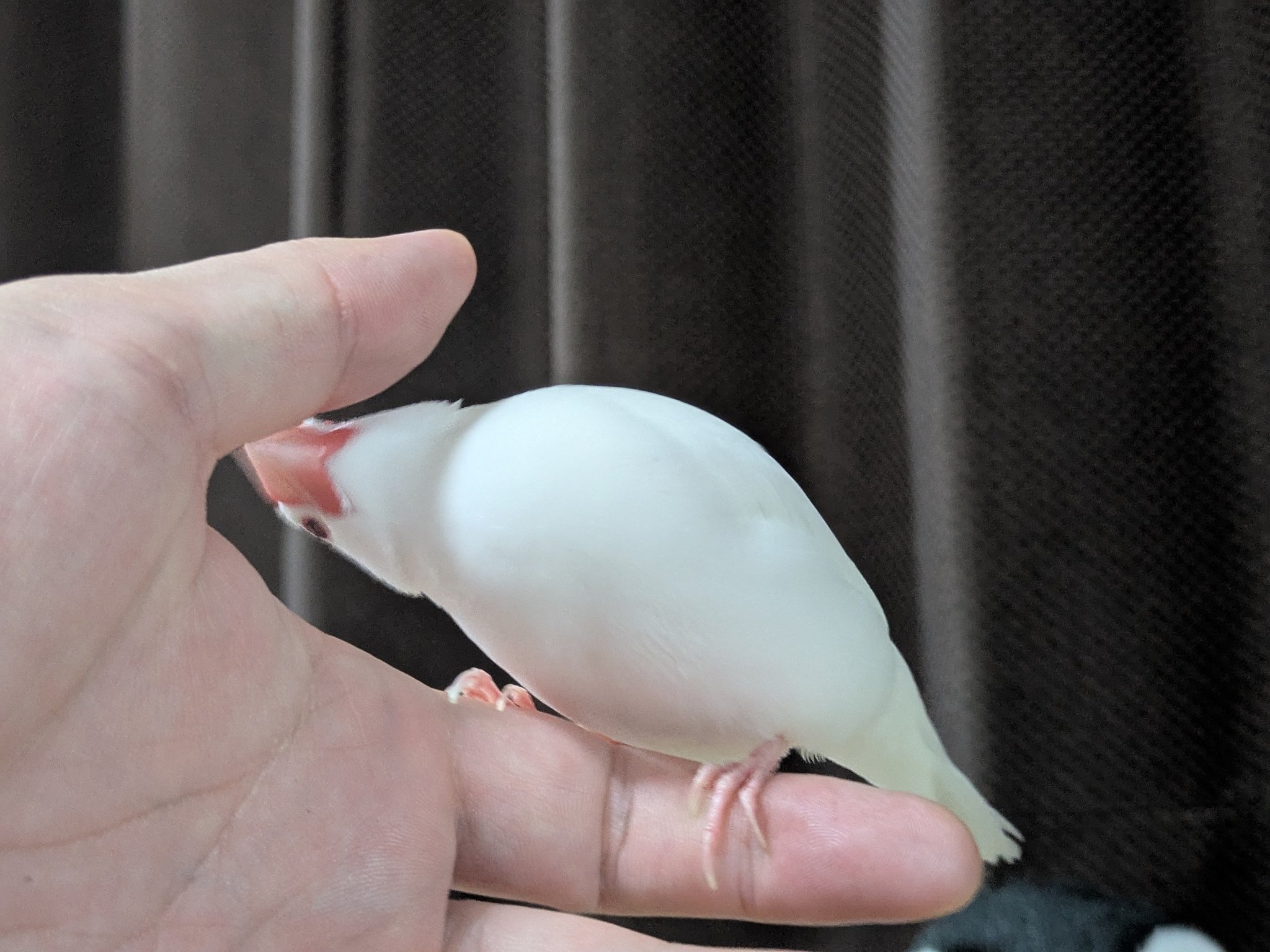 ぶんちょう クロバー（手芸用品） クロバー 貼るシンブル 57-394