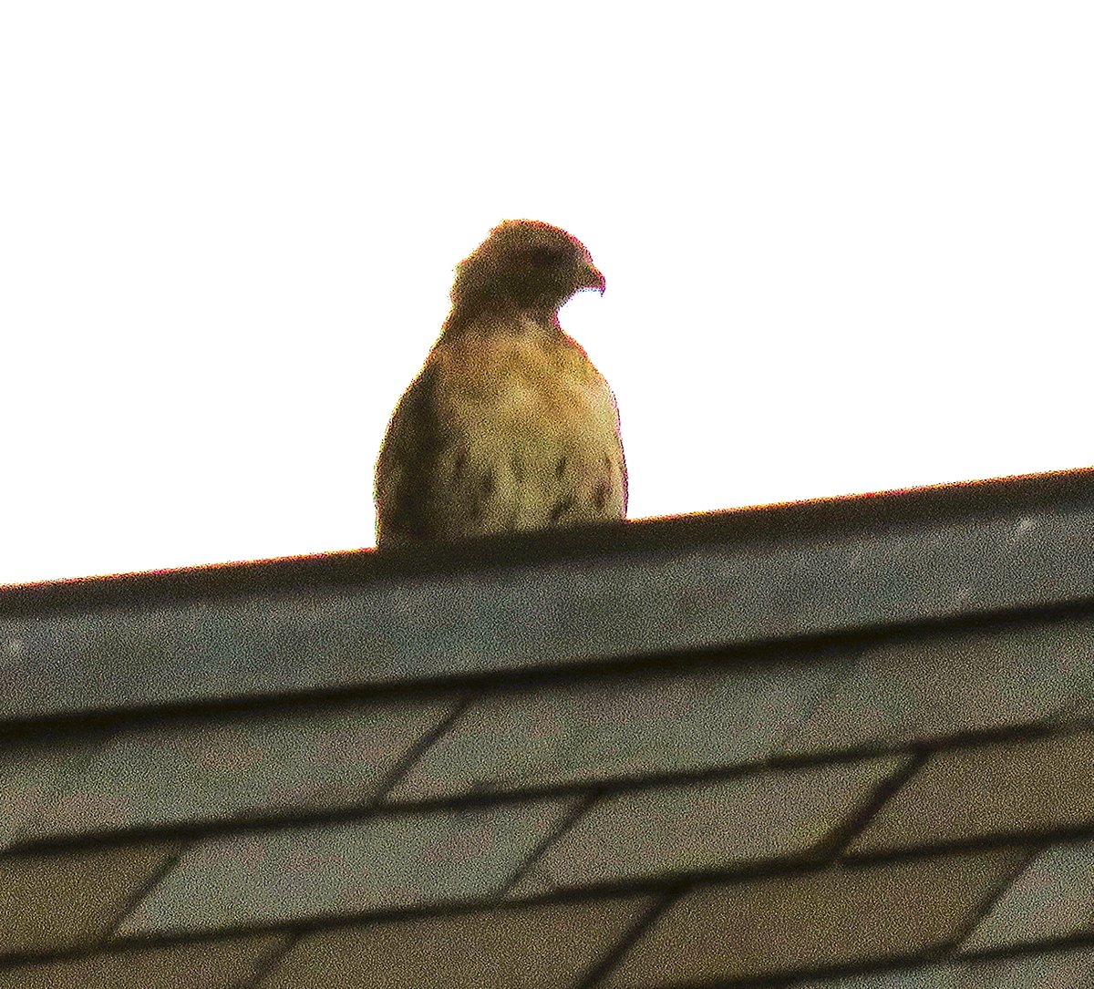 Our Bogs spot BR perched on the top of King Shaw Hall on 9/19. Even with the molt of feathers, BR is gorgeous as ever.

Arthur spotted perched on top of Martha Van Ressler on 9/22 0n a very gray day on Campus.

Many thanks to Suzanne and woodg for the fantastic scaps!