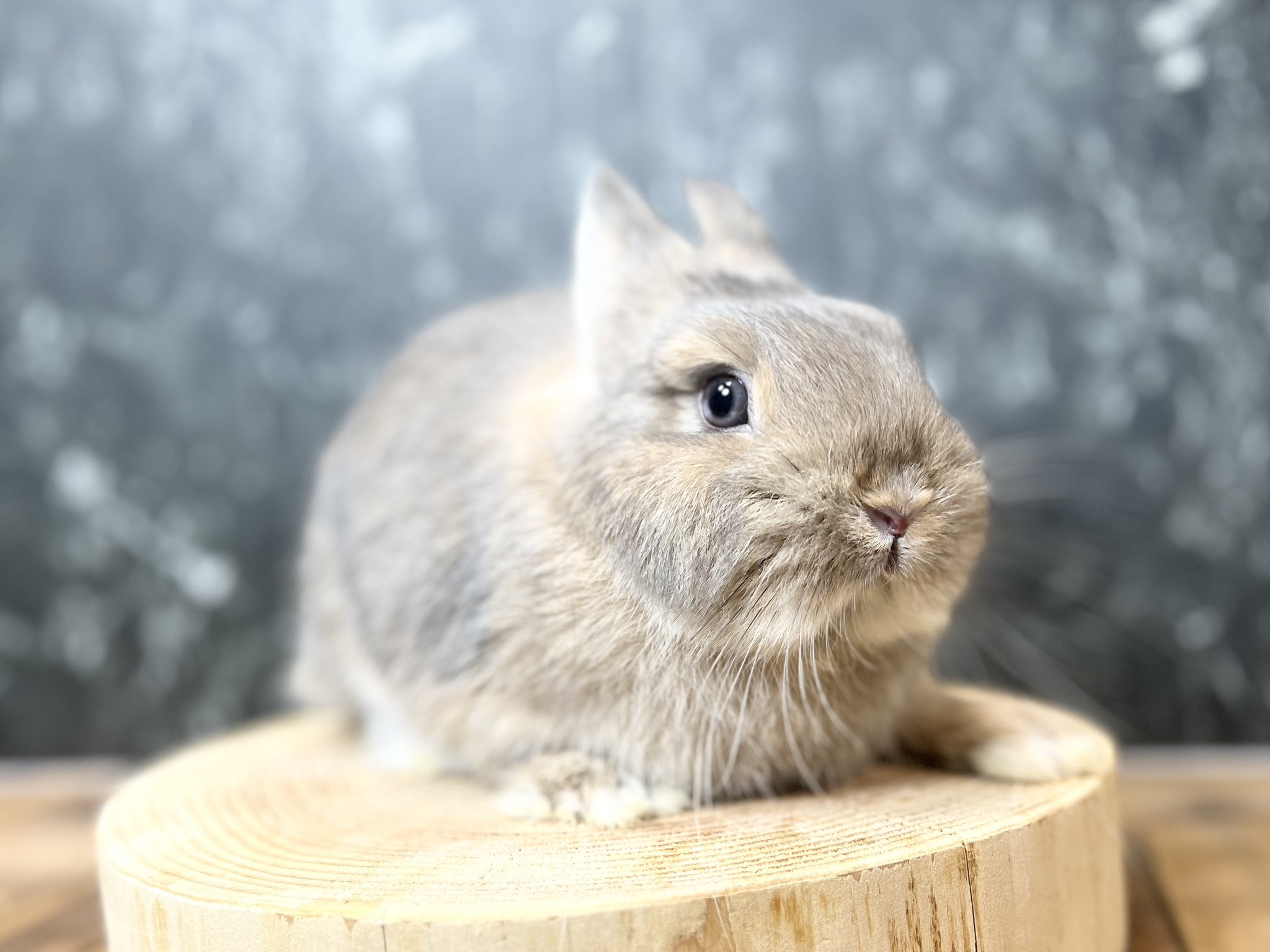 moon様 ピンクオパールうさぎちゃん2点おまとめ♡大サイズNo.1459 おおきなおやすみうさちゃん | ちろるめいど♡