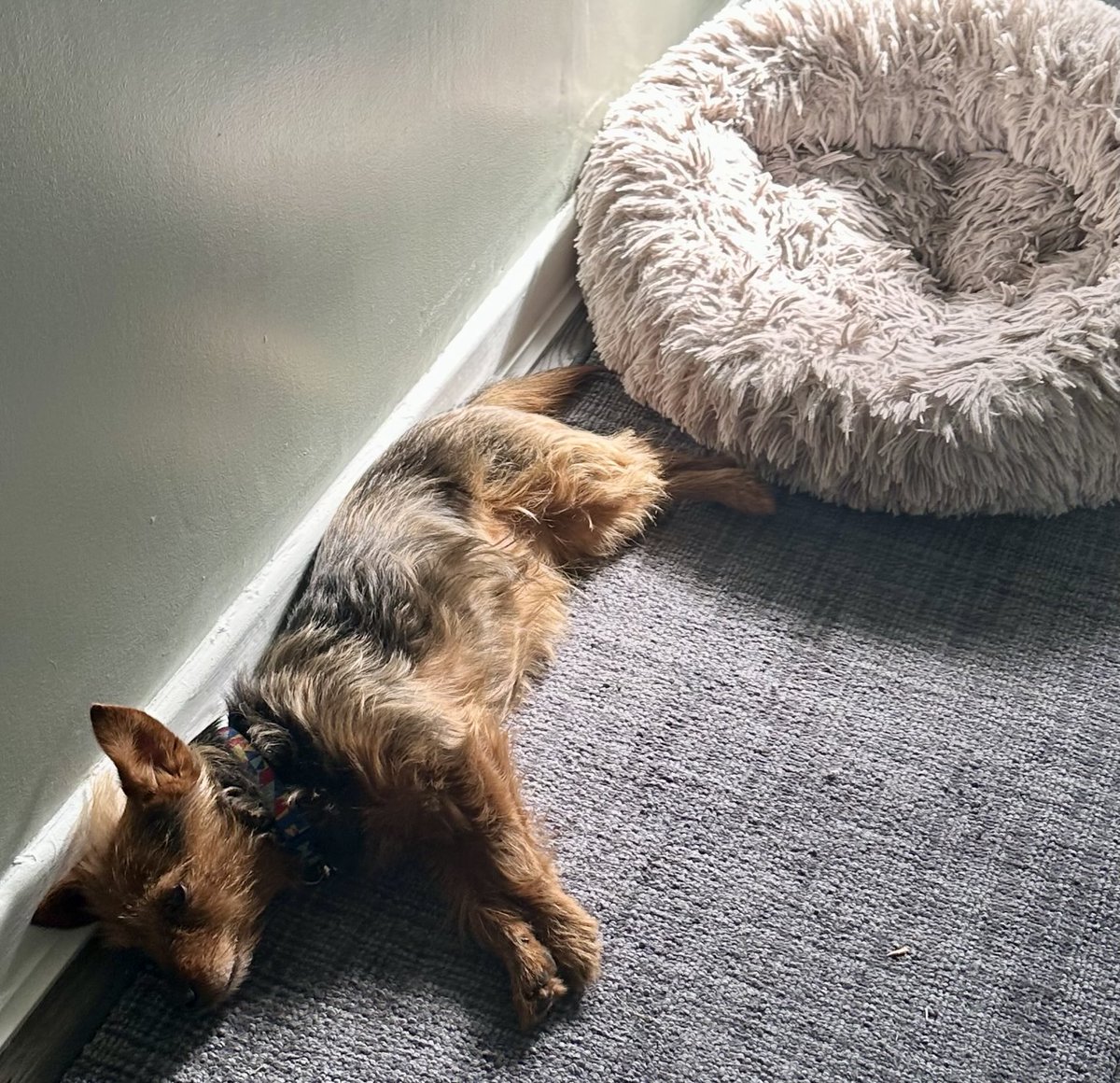 I have refused to stick my tongue out so Herself has had to resort to toasty bum Tuesday 🤣 #sunpuddling