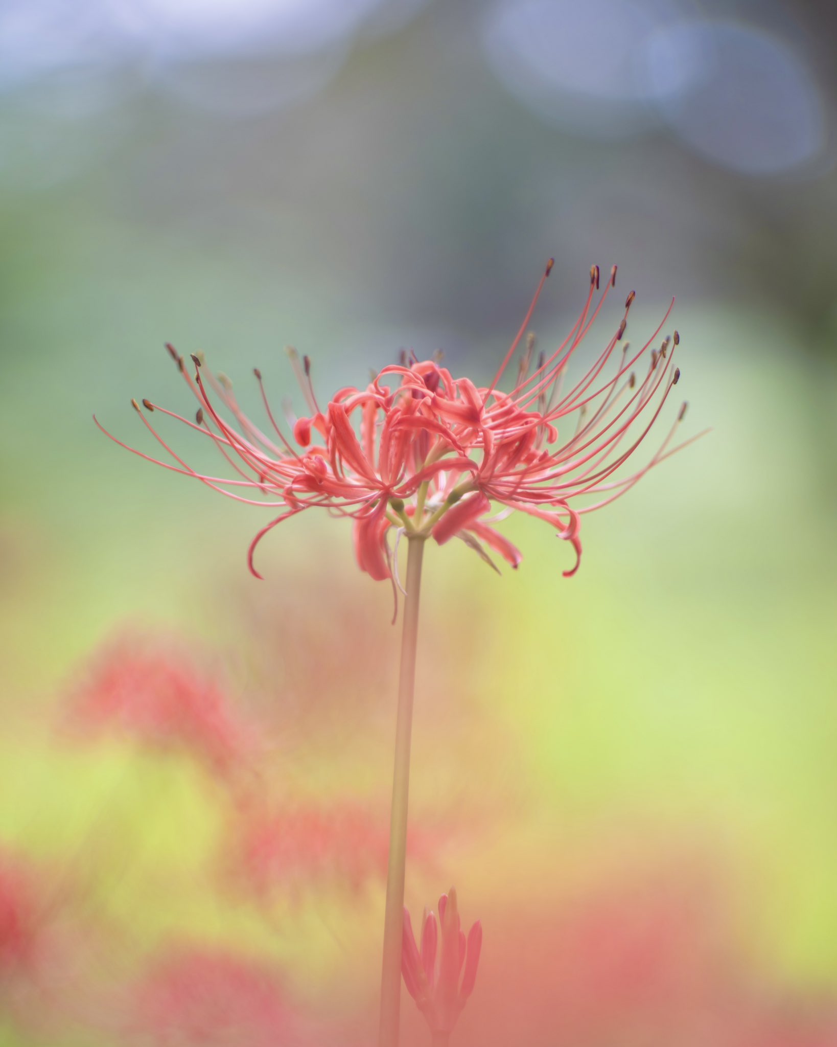 47❁︎ 大判 芸術的な鳥柄カンタキルト マルチカバー 花 カラフル ピンク 47❁︎ 大判 芸術的な鳥柄カンタキルト マルチカバー 花