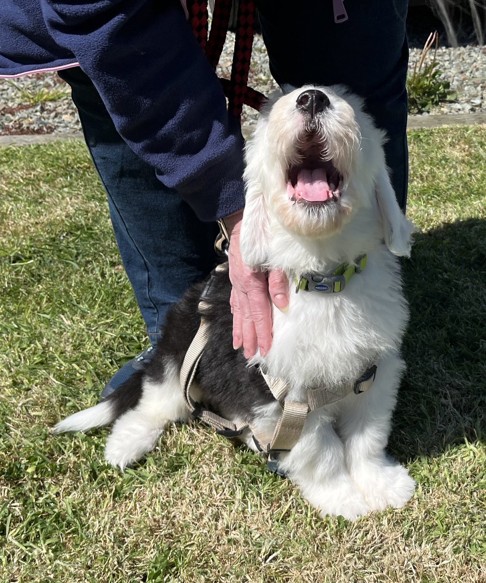 Happy birthday 🥳 to my humum! I love her because she found me, picked me and named me. Now she tells me what to do! Seriously, she tries to understand me and loves me back so doing what she asks is no big deal (mostly). I was born in a dirty barn but I know I’m a lucky boy. 💖🐾