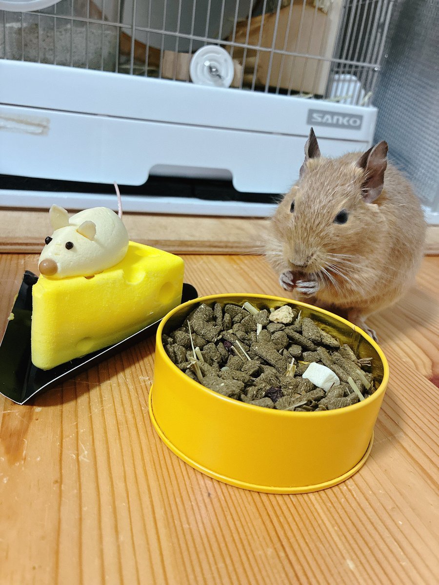 CHICCI1013's tweet image. 応募させてください!
デグーのちっちです🐭
よろしくお願いいたします😊