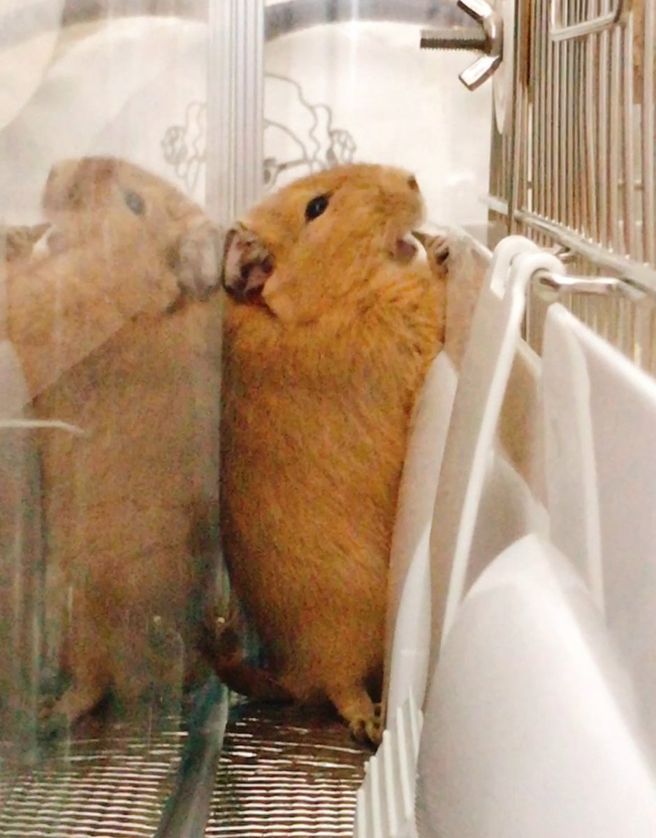 CHICCI1013's tweet image. 応募させてください!
デグーのちっちです🐭
よろしくお願いいたします😊