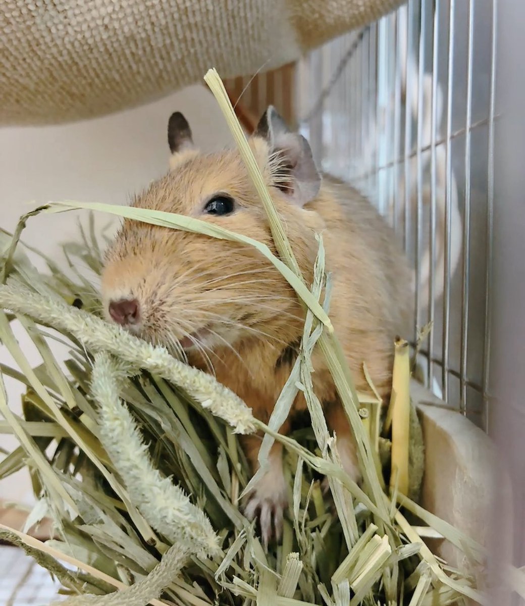CHICCI1013's tweet image. 応募させてください!
デグーのちっちです🐭
よろしくお願いいたします😊