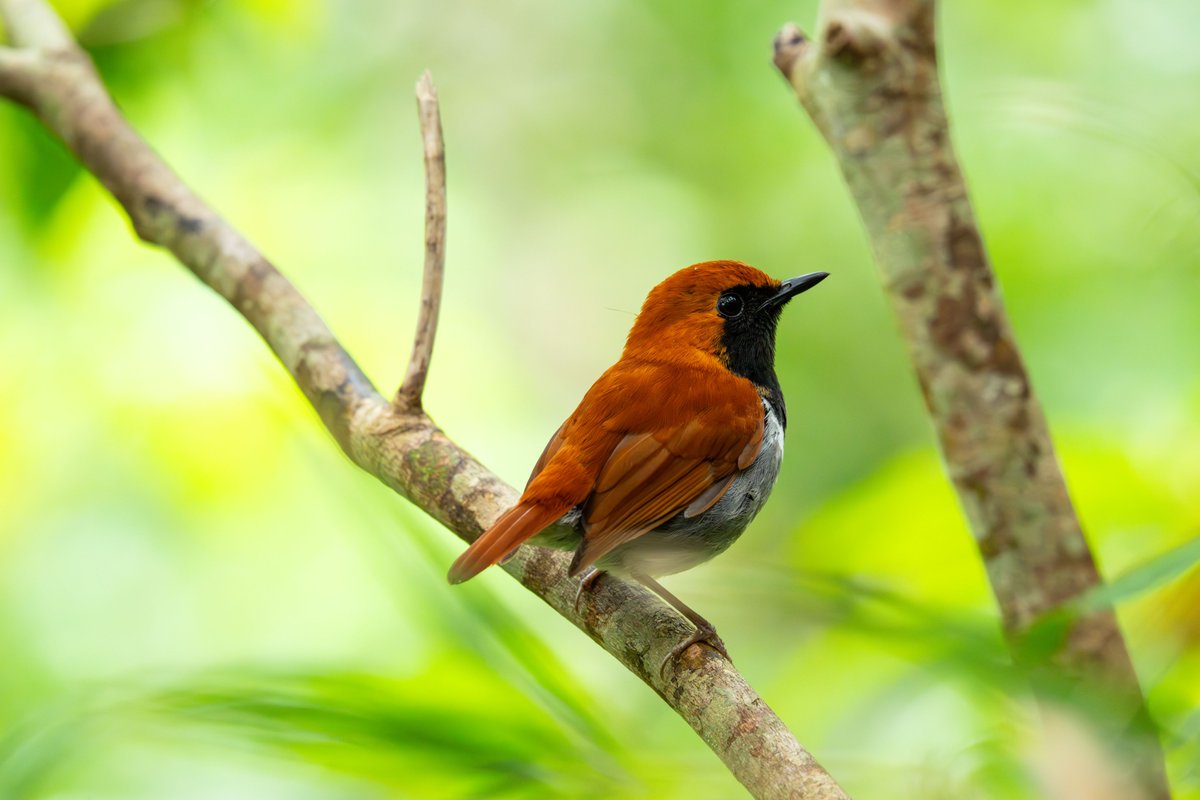 やんばるフレンズ の「ヒメ」と「クロ」のモデル、「ホントウアカヒゲ