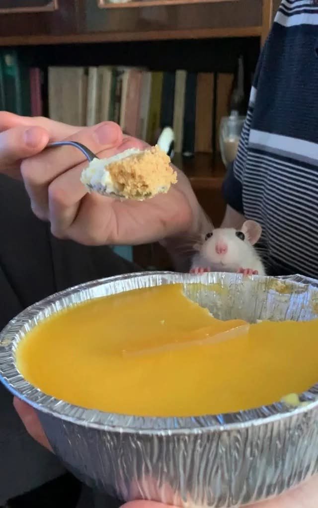 The Laughing Mousy | 笑笑鼠 | 笑うネズミ tweet media