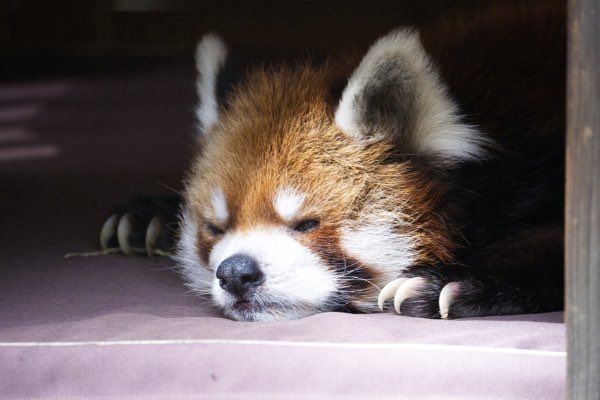 レッサーパンダ シセンレッサーパンダ | 動物図鑑 | ZFC.jp