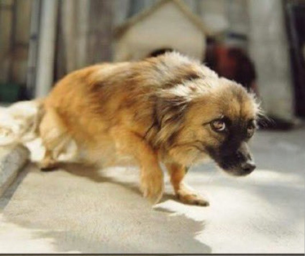 Uganda Security forces eg Police 

On NUP events.              On NRM events