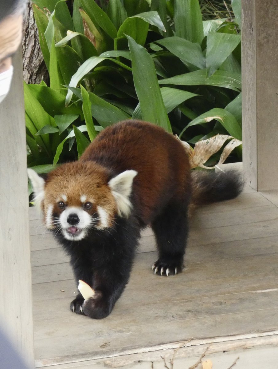 パンツ redpanda red panda unisex straigh leg drawstring scrub pant - Walmart.com
