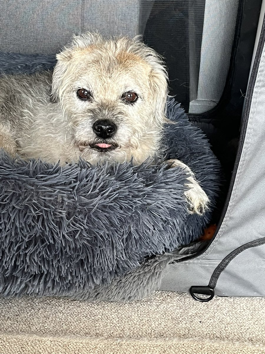 Teeny tiny tongue out Tuesday