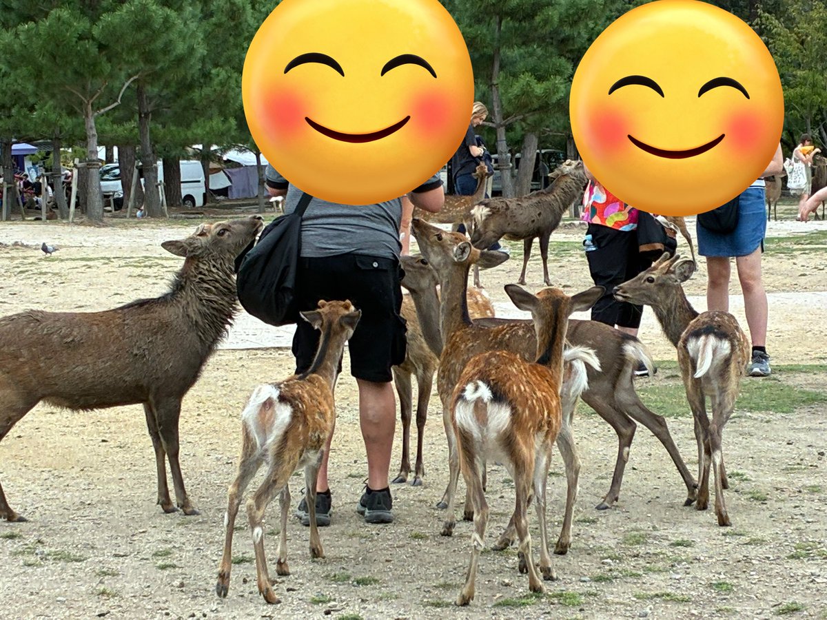 今日の奈良公園に行ったけど…

結果、鹿を追いかけまわす人はいないけど、鹿に追いかけ回される人は何人もいた

鹿をイジメる人は見なかったけど、鹿にお尻をつつかれている人たちは何人もいた（私を含め😆）