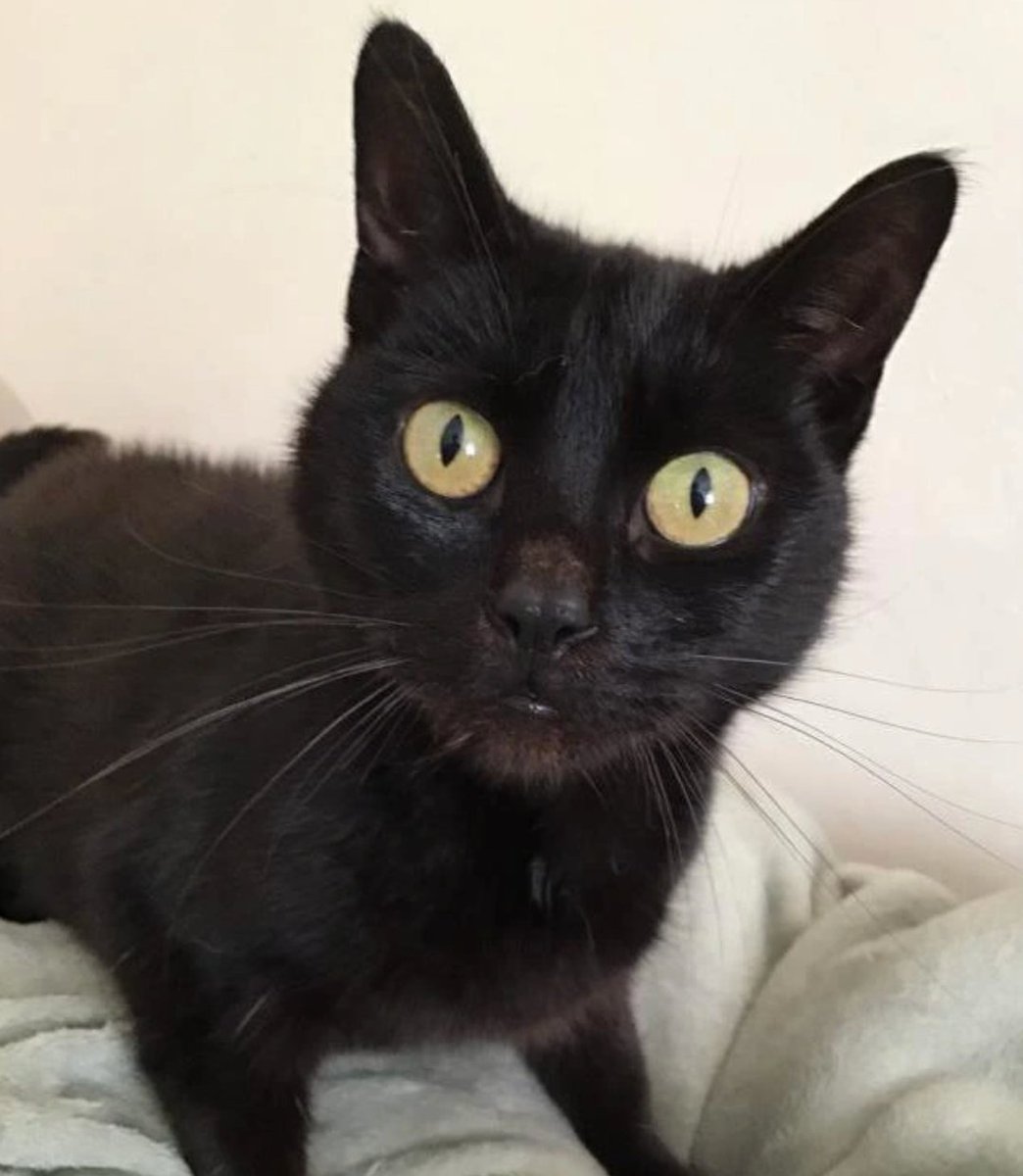 CatsProtection's tweet image. We just can’t understand why sweet Pepper at @CPAngliaCoastal has had no applications! Pepper is a friendly and curious girl who loves to climb, explore and investigate things with a sniff or two. Pepper is craving her next adventure… will it be with you? 🐾