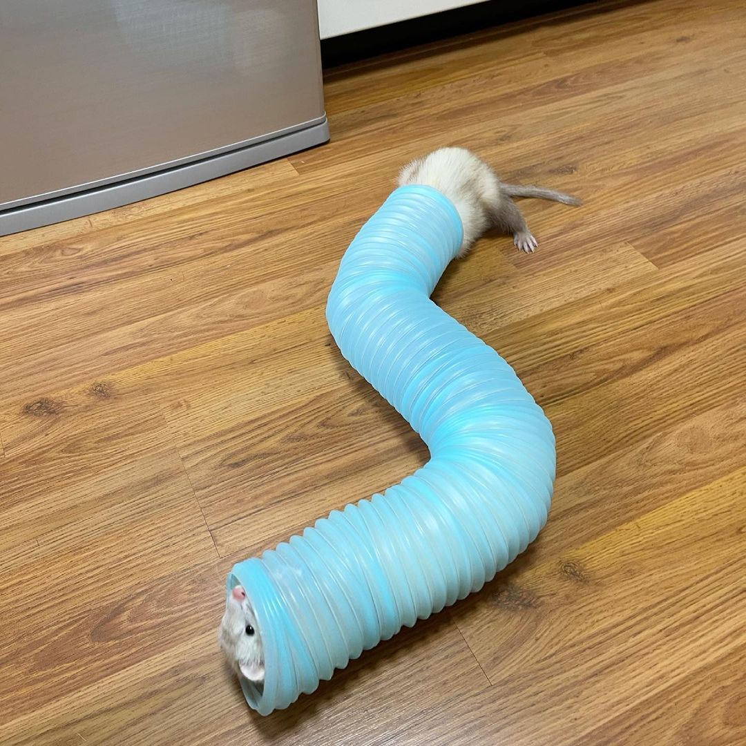 Ferret Every Hour (@ferretperhour) on Twitter photo 