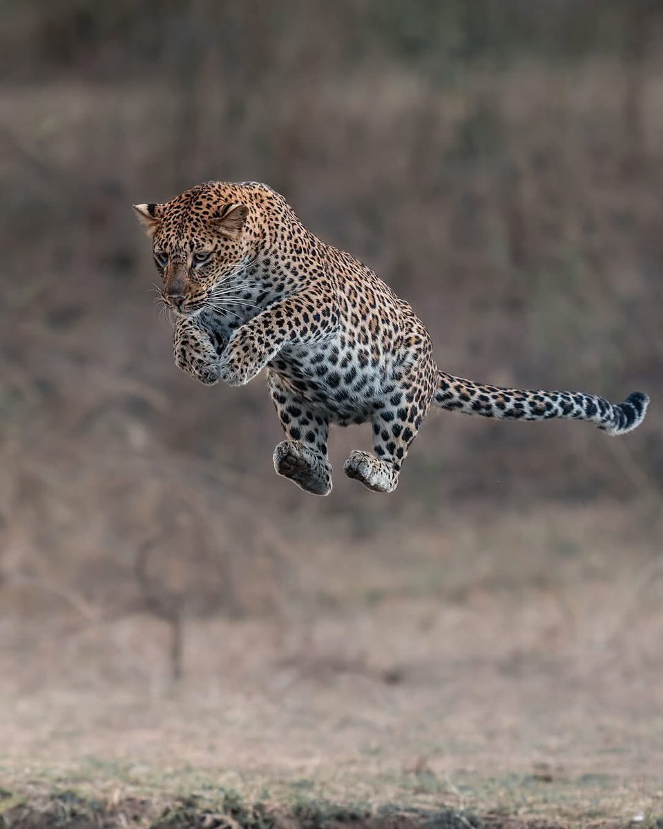 SMNK1972's tweet image. The  athleticism of leopards is extraordinary. Perfectly captured here by @lukas_walter_photography