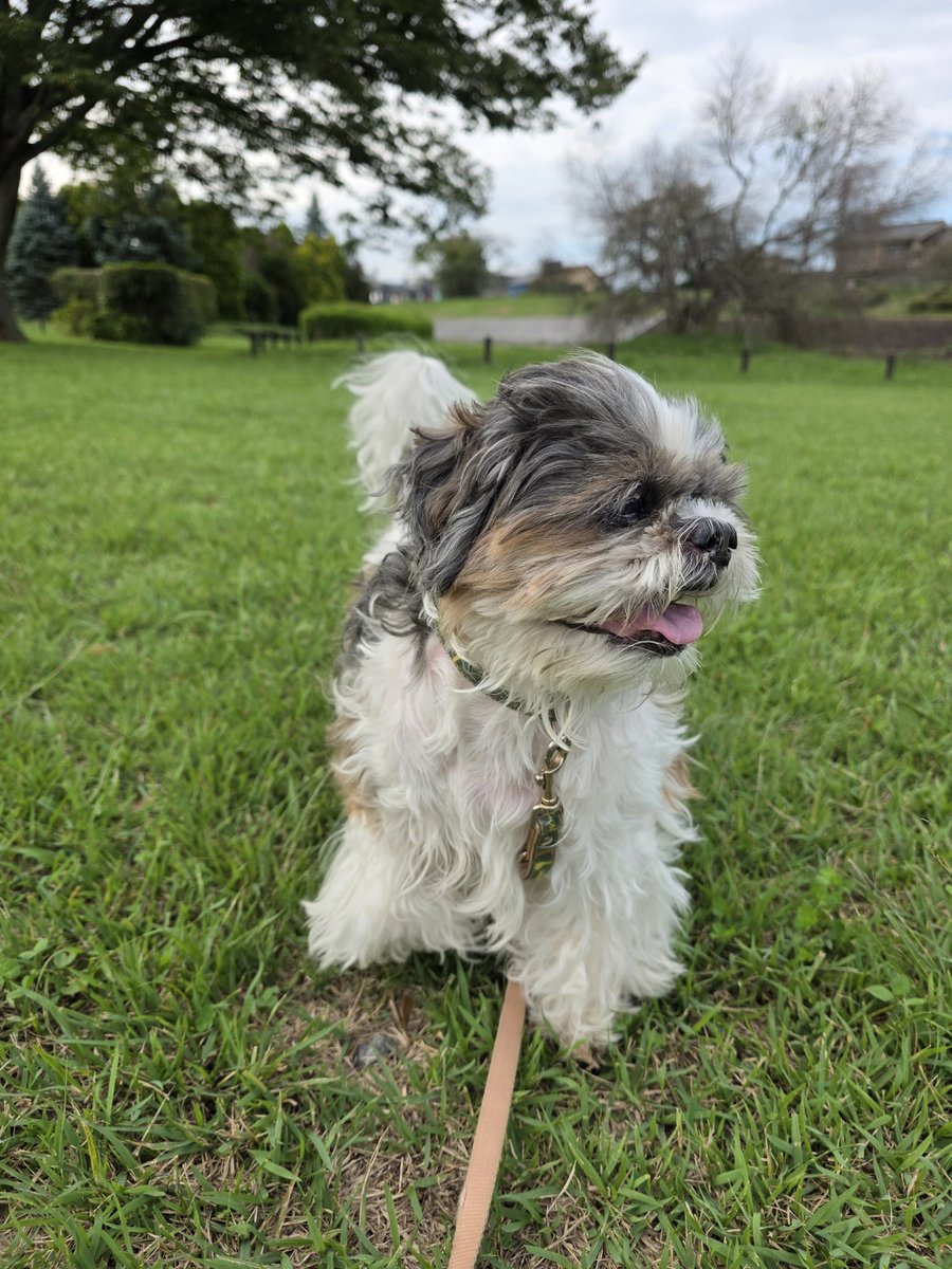 わんわん犬　 わんたろう (@onetaro_1028) • Instagram photos and videos