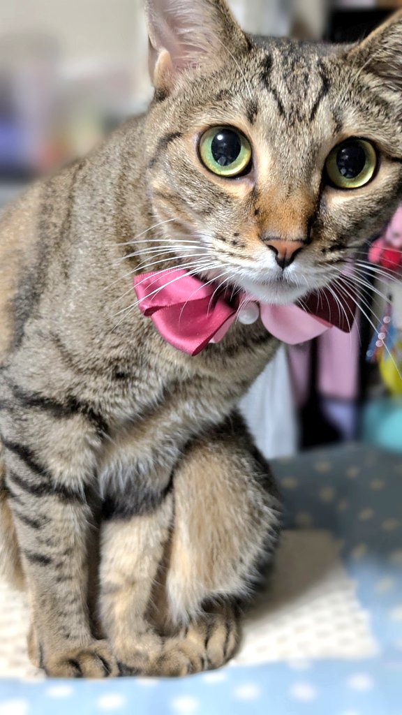 今日、ミルク買ってくるって言ったよね？
#猫のいる幸せ #猫の圧