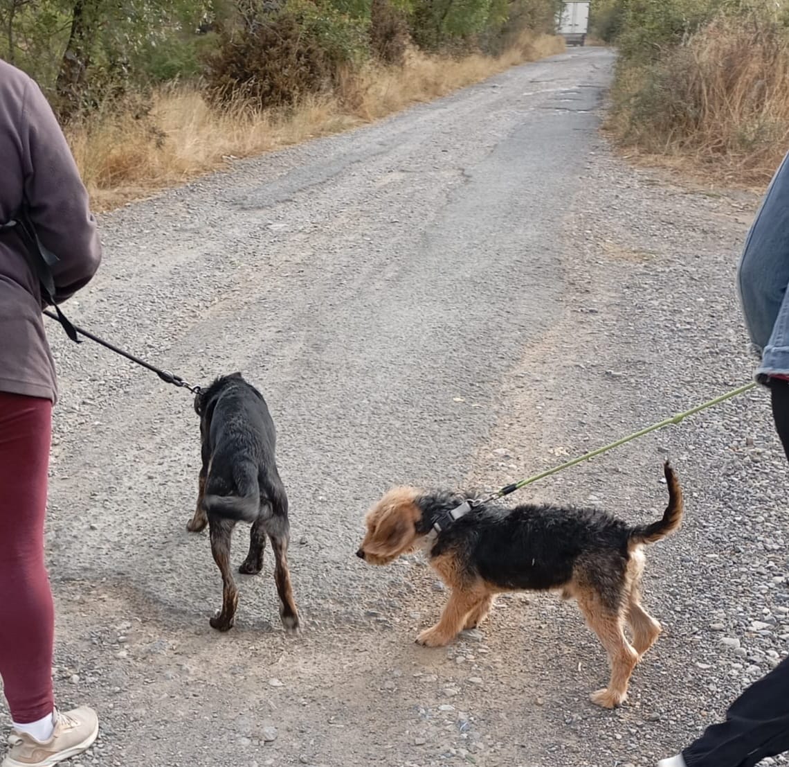 ASAPME Aragón tweet media