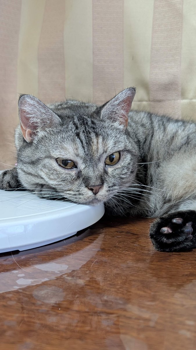 YU。猫　　プロフ確認願 猫舌ふーふー｜熱々を、代わりに「ふーふー」してくれる小型