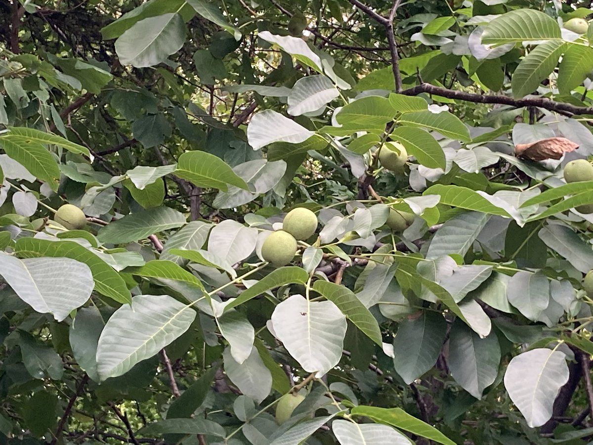 chitoseshimin's tweet photo. エゾリスの餌 

オニグルミ / 食用可能
Jaglans mandshurica
Manchurian walnut
Tigernut https://t.co/Ii2IqUYgR2