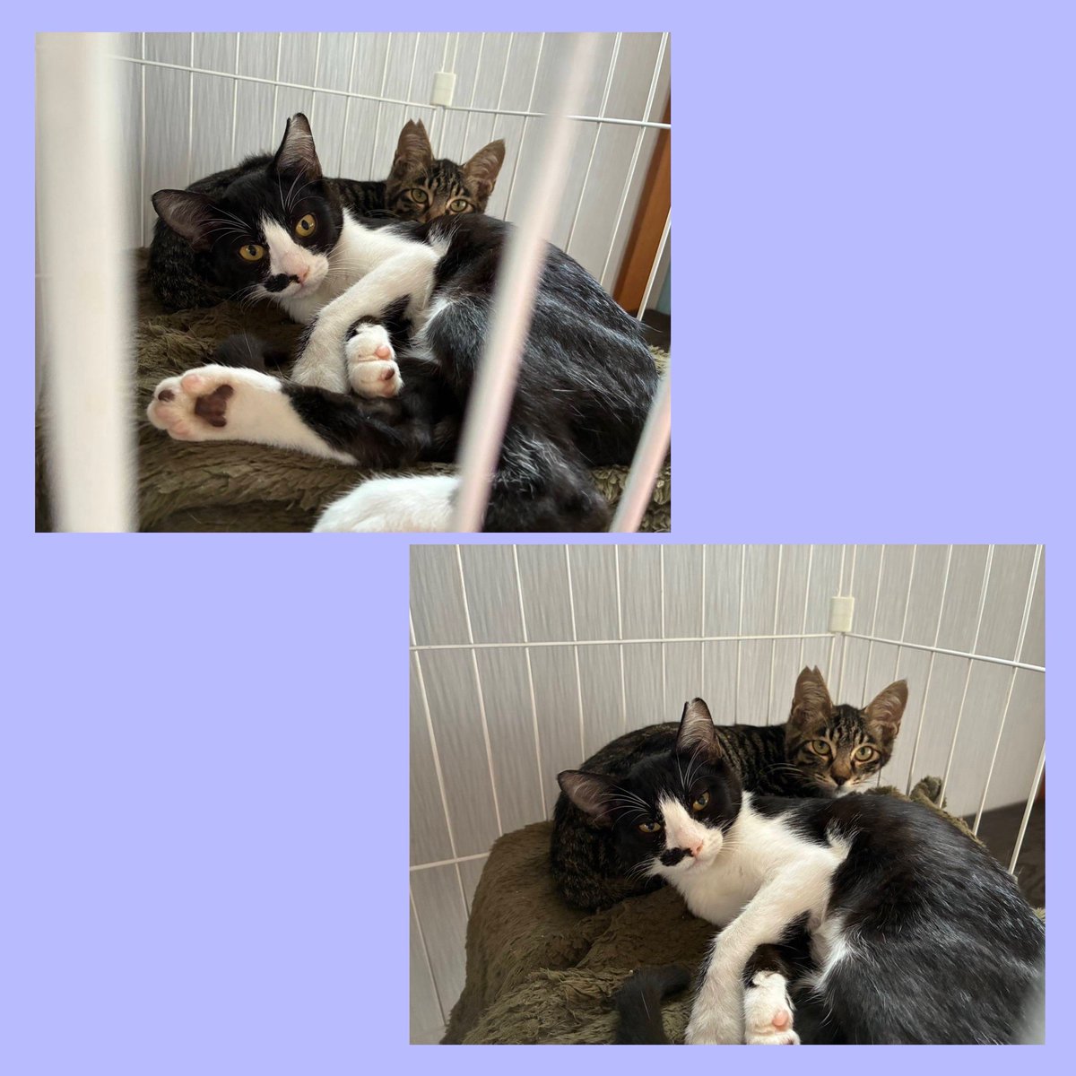 10月13日(月祝)正午から15時開催
福島市市民センターで猫ちゃんの  #譲渡会
🐱参加猫ちゃん紹介🐱
4ヶ月の兄妹モクちゃん(キジトラ)ブーブくん(白黒)
まだ警戒心が強いですが猫大好き🐱先住猫がいるか兄妹一緒の譲渡希望。
ワクチン不妊手術完了ウイルス検査陰性
先住猫OK一人暮らしご相談を
 #保護猫