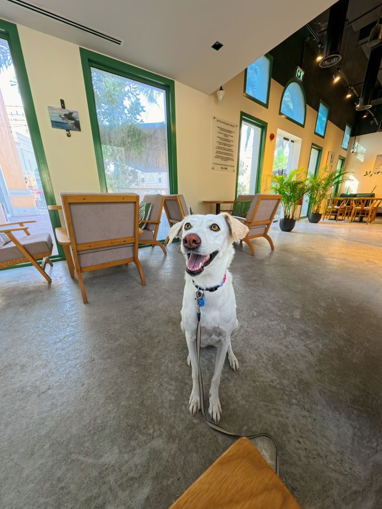 Seit fast 3 Jahren haben wir unseren Hund Lucky jetzt bei uns. 

Es war die beste Entscheidung 🐕😍