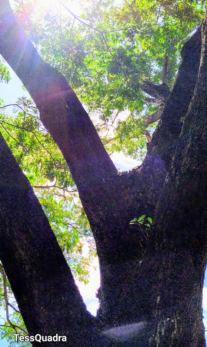 Kon_tessa's tweet image. #TuesdayTrees