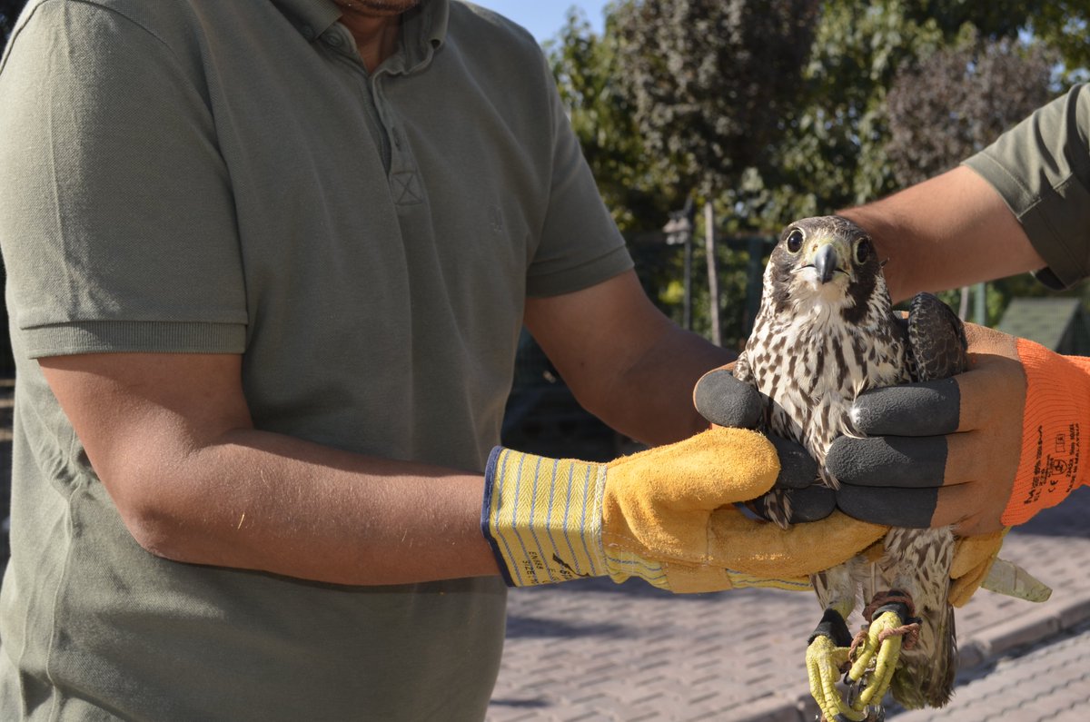 Konya Doğa Koruma ve Milli Parklar Şube Müdürlüğü ekipleri ve Konya İl Emniyet Müdürlüğü personeli ile beraber Konya’nın Meram İlçesinden yapılan bir ihbarın değerlendirilmesi sonucu kaçak olarak yakalanmış 3 adet doğan cinsi kuş, yakalama tuzakları ile beraber ele geçirilmiştir.
