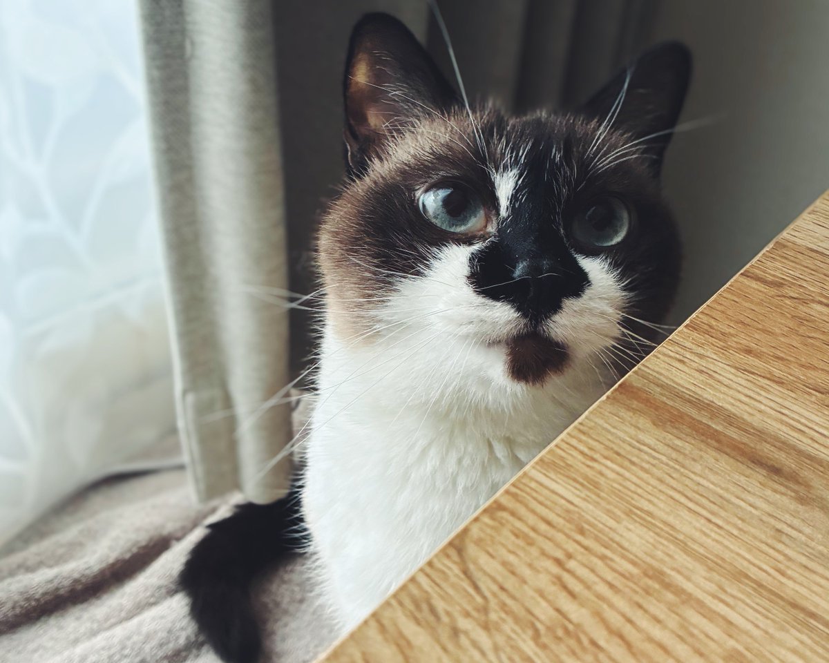 もい (@moiitter) on Twitter photo 