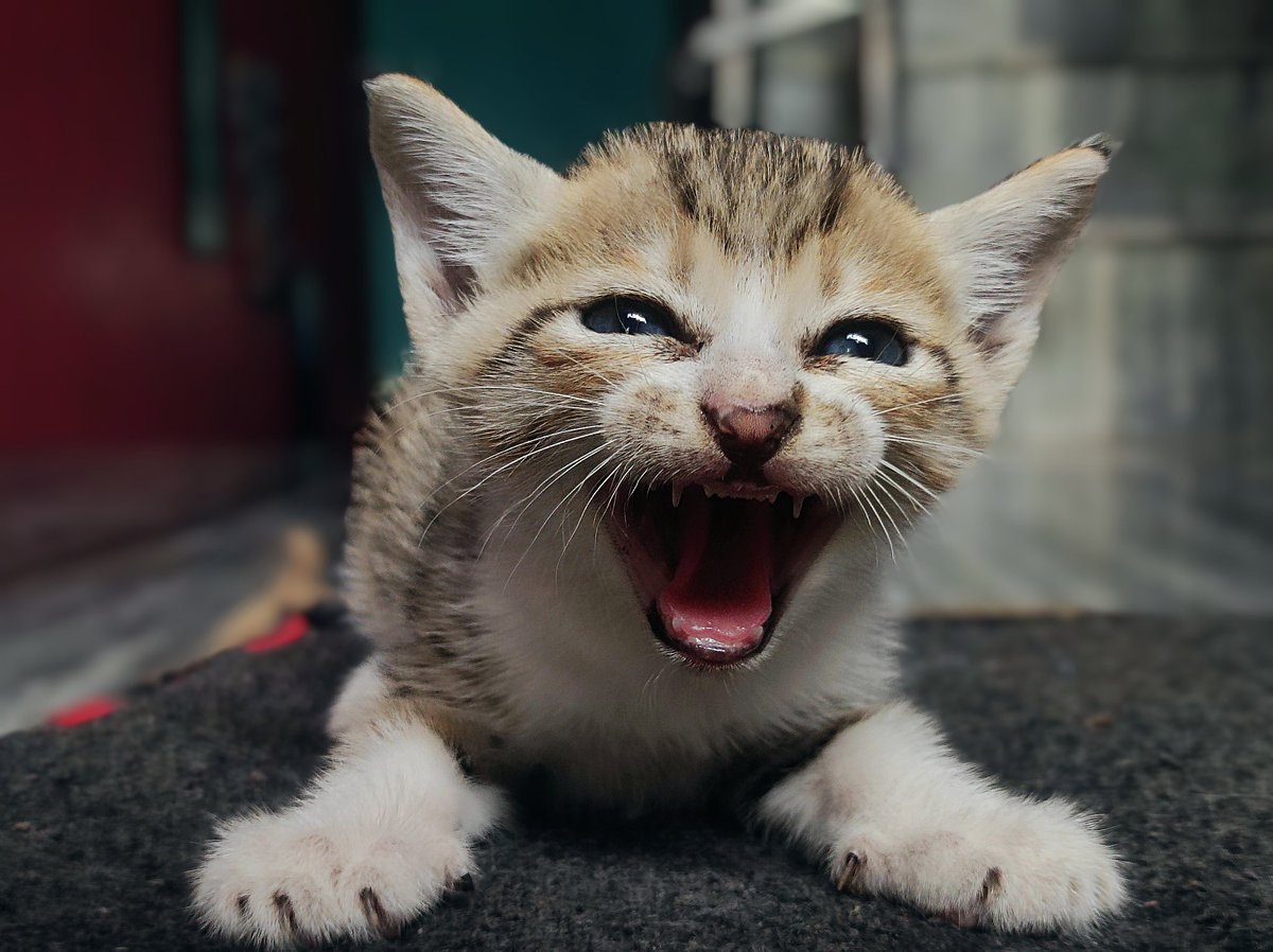 DrSaptak's tweet photo. Kuttus ❣️
#Cattuesday😺
#theme_pic_India_Pets https://t.co/fpZ41ge5Qn