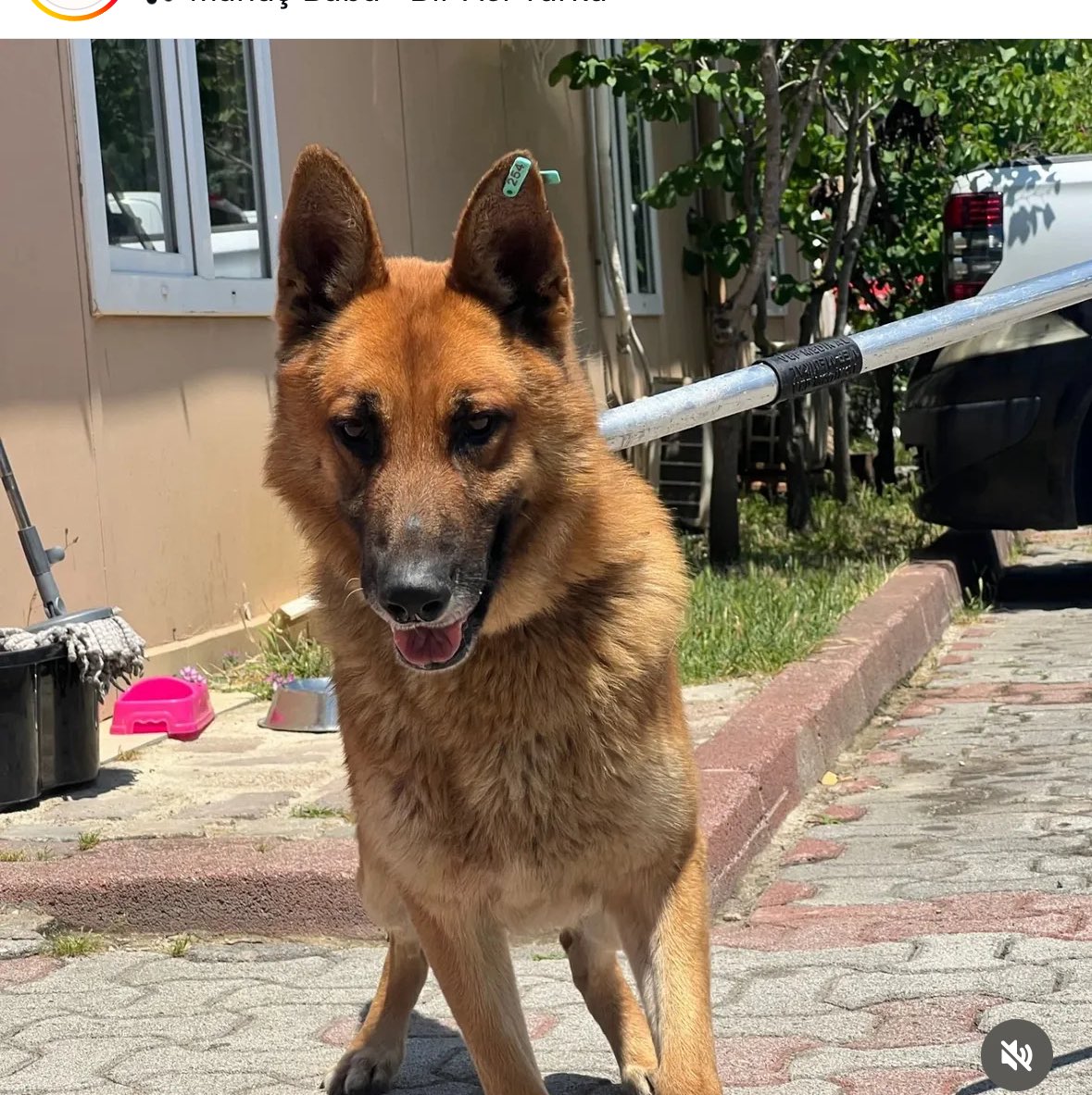 bir alman kurdu daha terkedildi barınaga 
biliyoruz sonu ölüm olacak 
yuvasını bulup kurtarırsak başka tabi
2 yaşında, kısır
istanbul