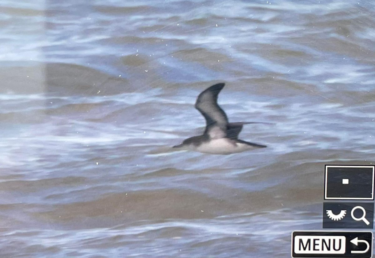 Another brilliant day yesterday 10 1/2 hours at Canvey point, 2 Manx shearwater (photo by Jeff Delve),juv long tailed skua, 2 great Skuas,25+ Gannets, 15+ Arctic Skuas,14 Kittiwakes plus few extras. All sighting were close good views
 <a href="/EssexBirdNews/">EBwS Bird News</a>   .