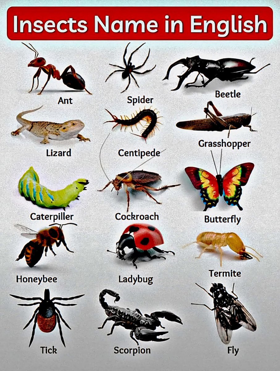 Insects Name in English