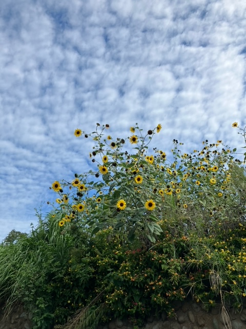 sequenceroid's tweet image. とんでもなくおひさしぶりです!

今日は、いいなあ…な雲や空気に出会えた日だったから届けたくなって、景色にのせておひさしぶりツイートしてみました!