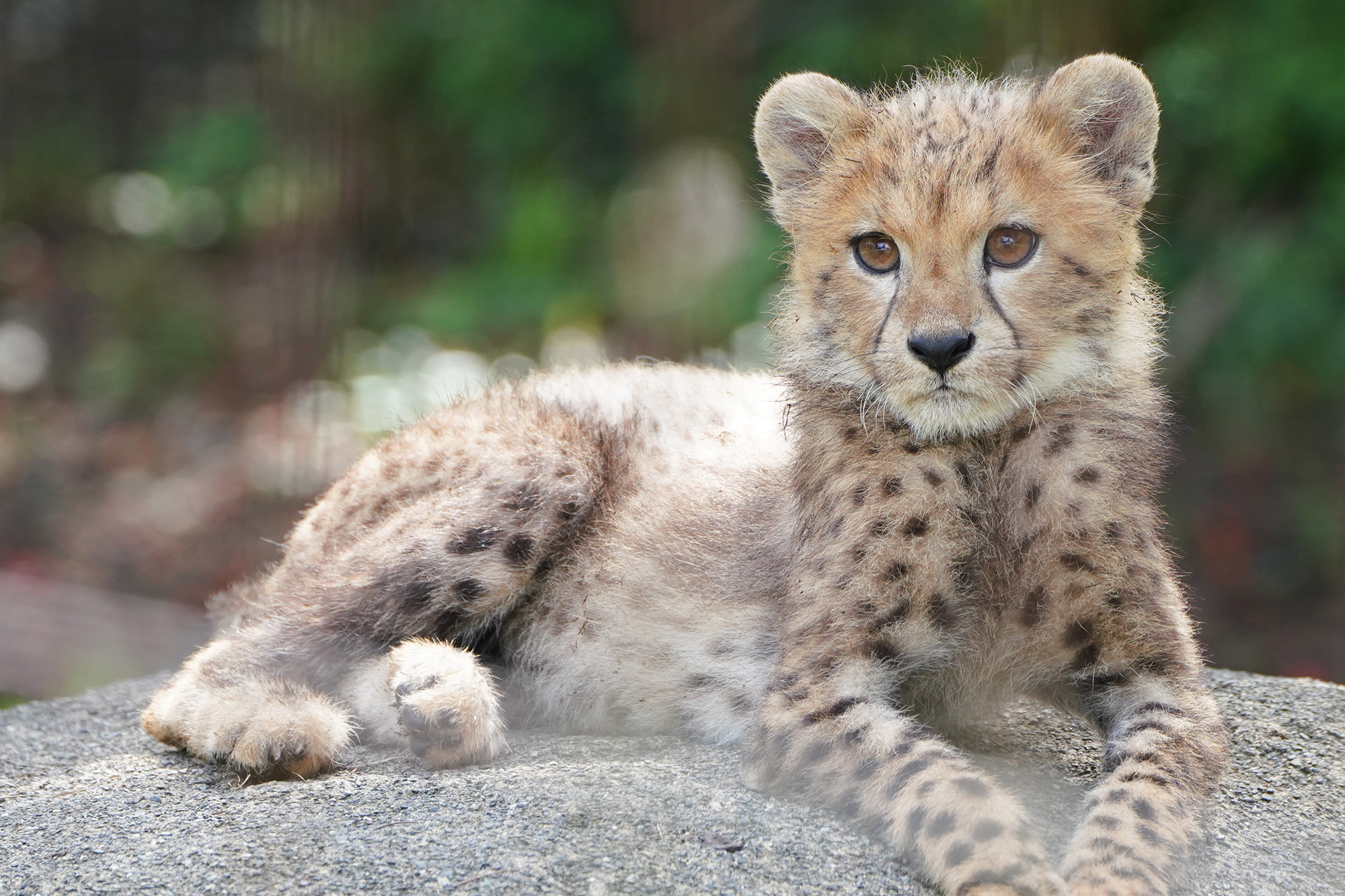 チータページ チーター - Search / X